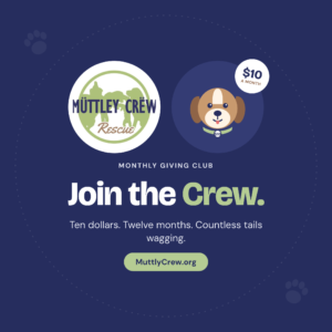 Monthly Dog Rescue Donation – Join the Crew for $10