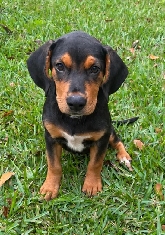 Meet Brutus! 🐾💙 Brutus is Sally and Bridget’s brother—a fun-loving puppy with great manners! He’s about 3–4 months old and believed to be a Dachshund/Hound mix. We estimate he’ll weigh around 35 pounds when fully grown, but there’s no way to know for sure. This sweet boy is ready for puppy adventures and a family to love! 🏡❤️