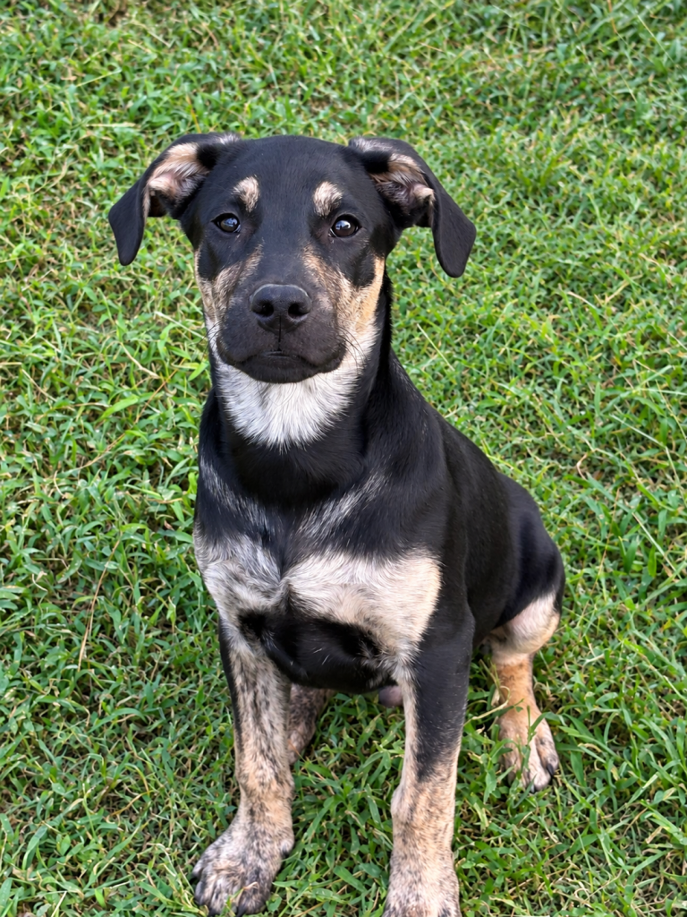 Meet Rufus! 🐾 Rufus is an 10-week-old puppy who follows his foster everywhere. He listens well, loves playing with the other dogs in the house, and seems to think he’s one of the big dogs! This smart, happy little boy is doing great with his crate and house training. He’s ready for his forever home! ❤️